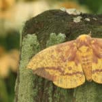 Imperial moth