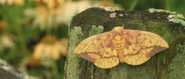 Imperial moth on a fence post