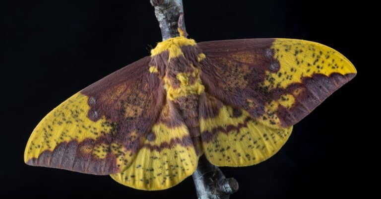 Imperial moth in caterpillar stage