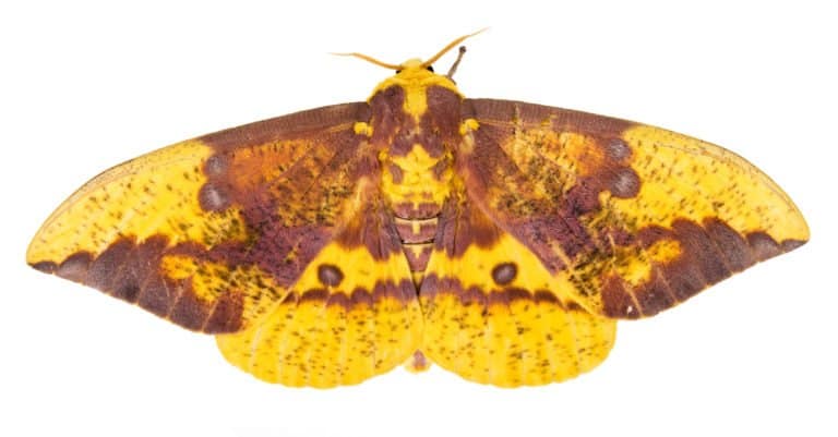Imperial moth on a white background