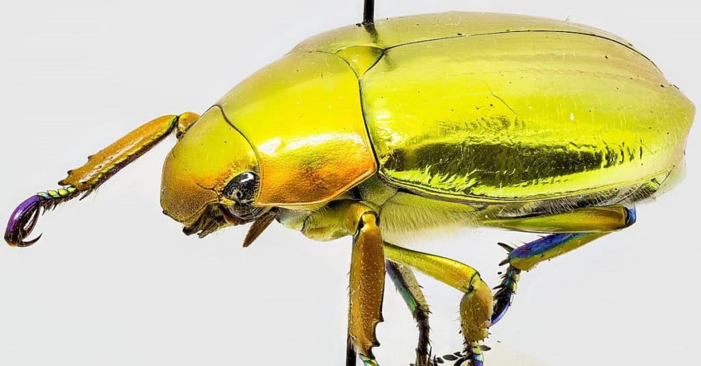 Incredible Rainforest Animals Chrysina aurigans