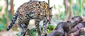 Top 13 Incredible Rainforest Animals Picture