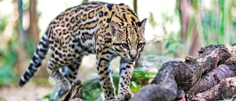 Incredible Rainforest Animals
