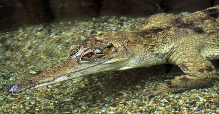 Incredible Rainforest Animals: African slender-snouted Crocodile