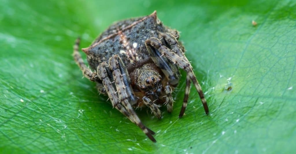 Incredible Rainforest Animals: Darwin's Bark Spider