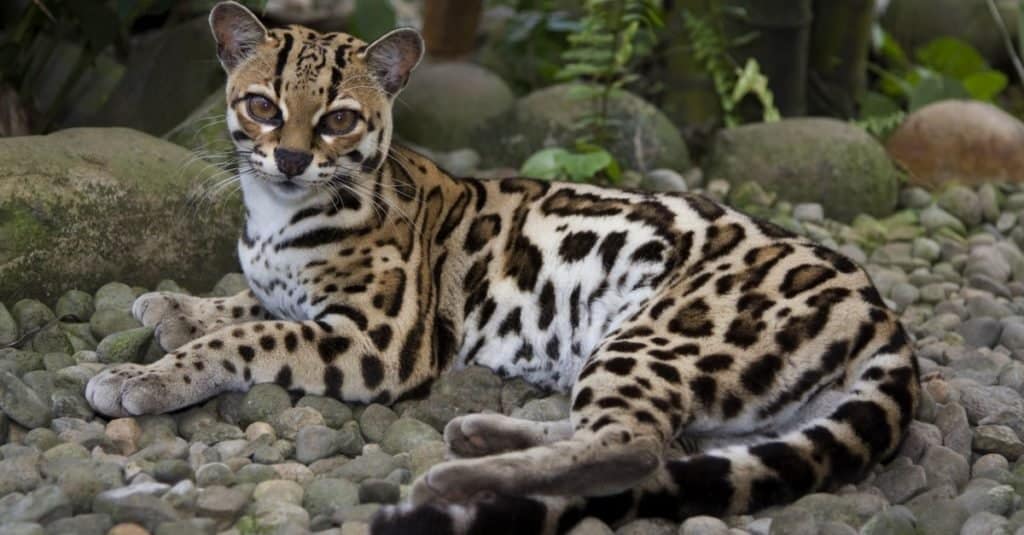 Incredible Rainforest Animals: Margay