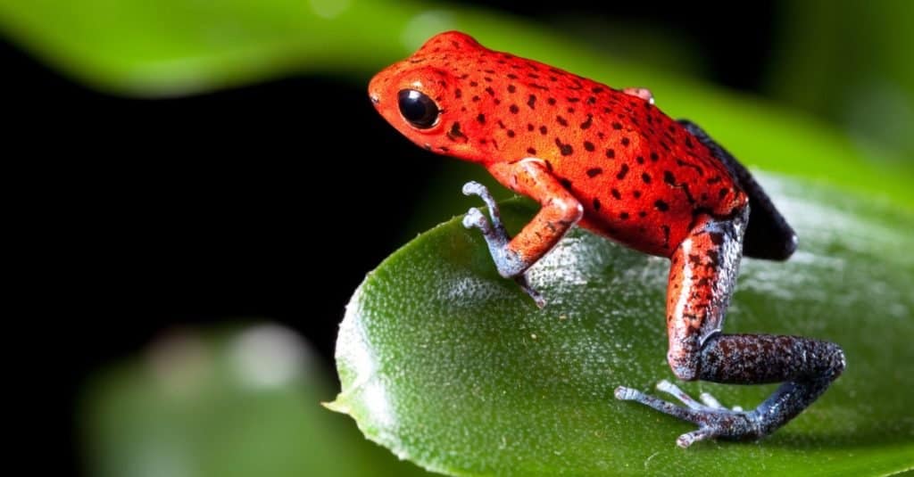 Poison Dart Frogs In The  Rainforest