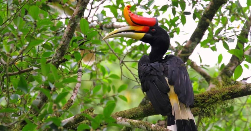Incredible Rainforest Animals: Rhinoceros Hornbill