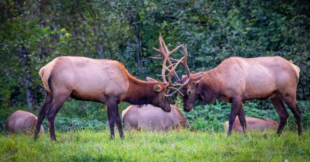 Elk Vs Reindeer