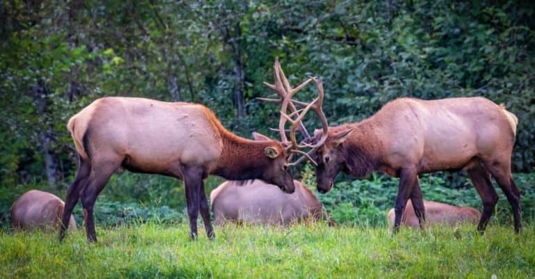 Incredible Rainforest Animals: Roosevelt Elk