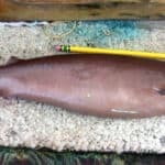 Cookiecutter shark
