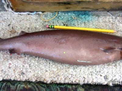 Cookiecutter Shark Picture