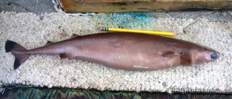 Cookiecutter Shark