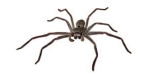 Are Huntsman Spiders Dangerous? Picture
