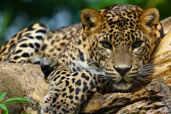 The jaguar possesses such a powerful bite, it can pierce the shell of turtles and tortoises.