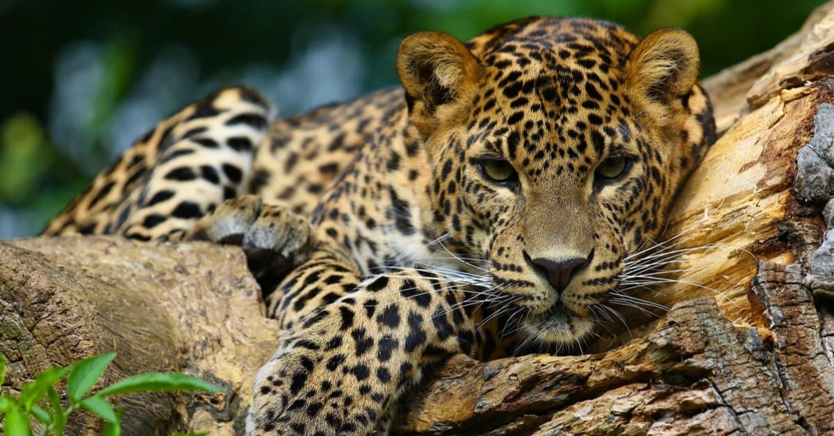 Strongest animal bite – jaguar