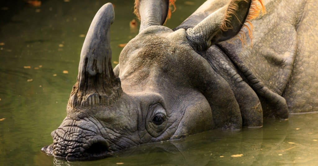 Rarest animal – Javan rhinoceros
