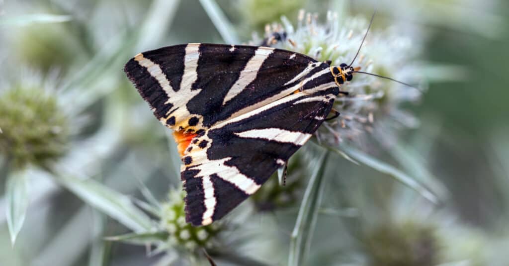 Jersey tiger moth on a flower