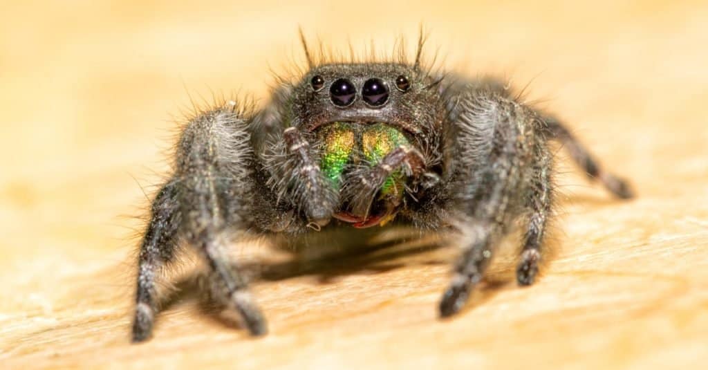 Jumping Spider with its bright green chelicerae