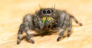 Discover 6 Black Spiders in Tennessee Picture