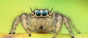 Why Do Spiders Even Exist? Discover Their Purpose in the Environment Picture