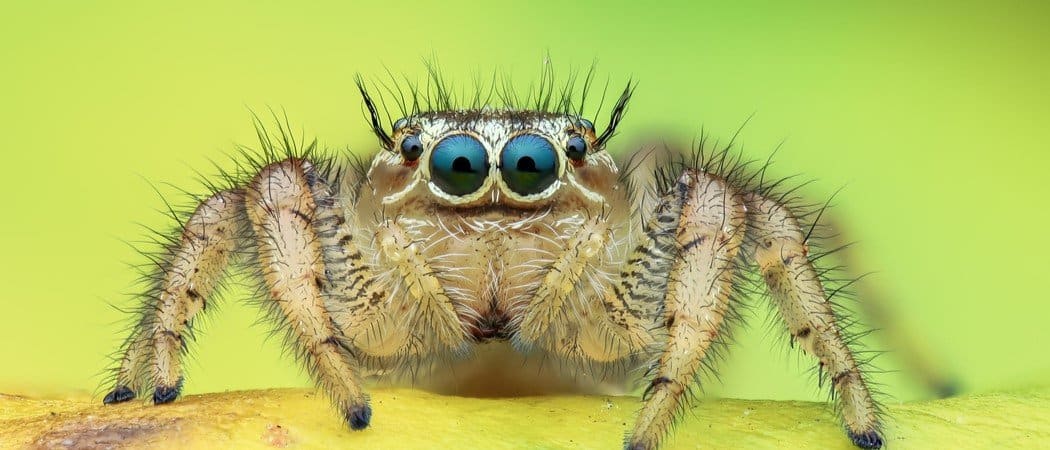 Jumping Spider Fun Facts
