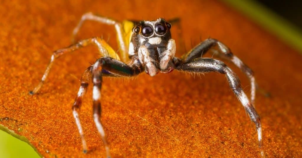 10 Wild and Crazy Facts About Jumping Spiders