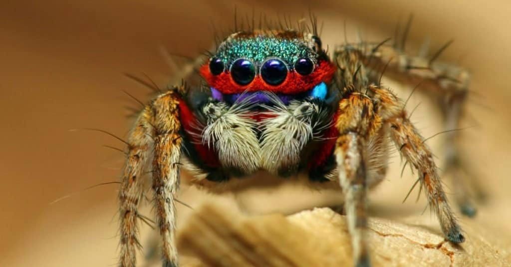 Meet The Largest Jumping Spider in the World - A-Z Animals