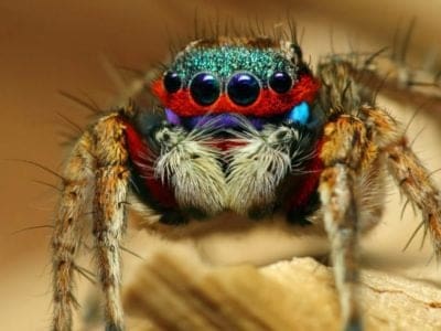 A Spider Quiz: Test What You Know About These 8-Legged Creatures!