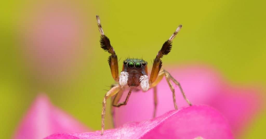 Power of the web: The secret of how spiders catch their prey, The  Independent