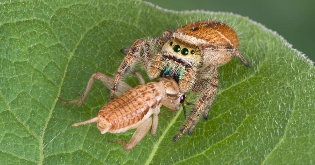 The Bold Jumping Spider Looks And Acts The Part