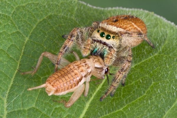 A tiny jumping spider has caught a cricket and is eating it, sitting on a leaf.