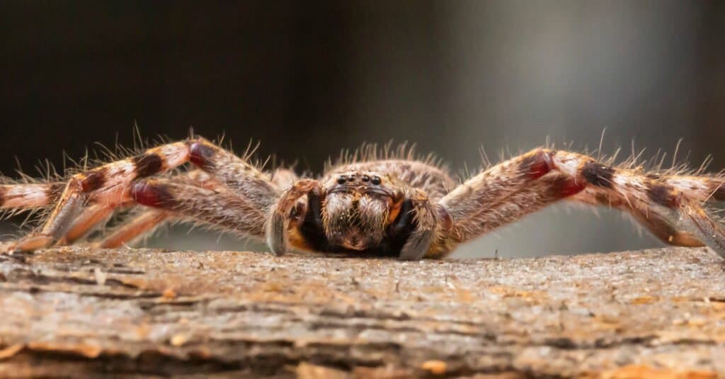 Juvenile Huntsman Spider