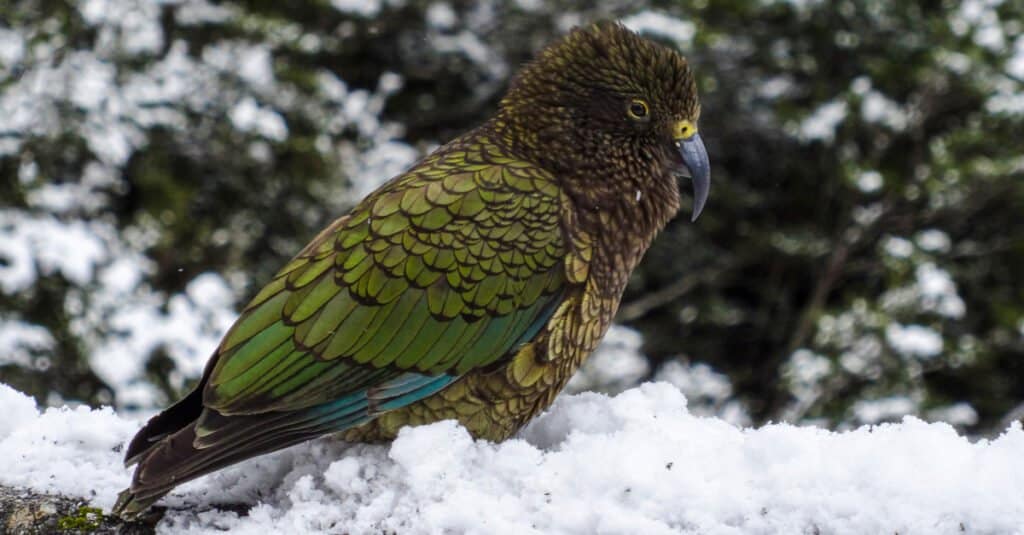 Rarest animal - Kakapo