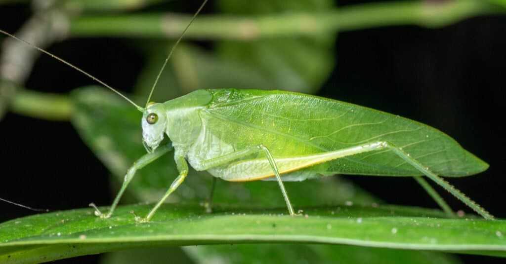 Animals that use mimicry – katydid