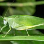 Katydids
