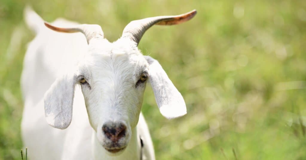 curly goat horns