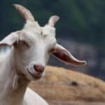 Kiko goat