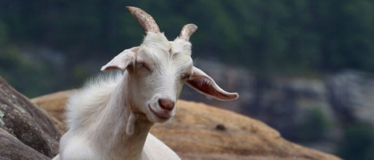 White Kiko Goat with horns