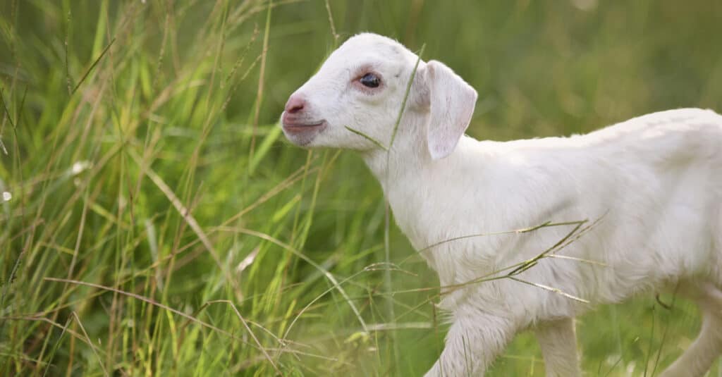 Kiko goat kid