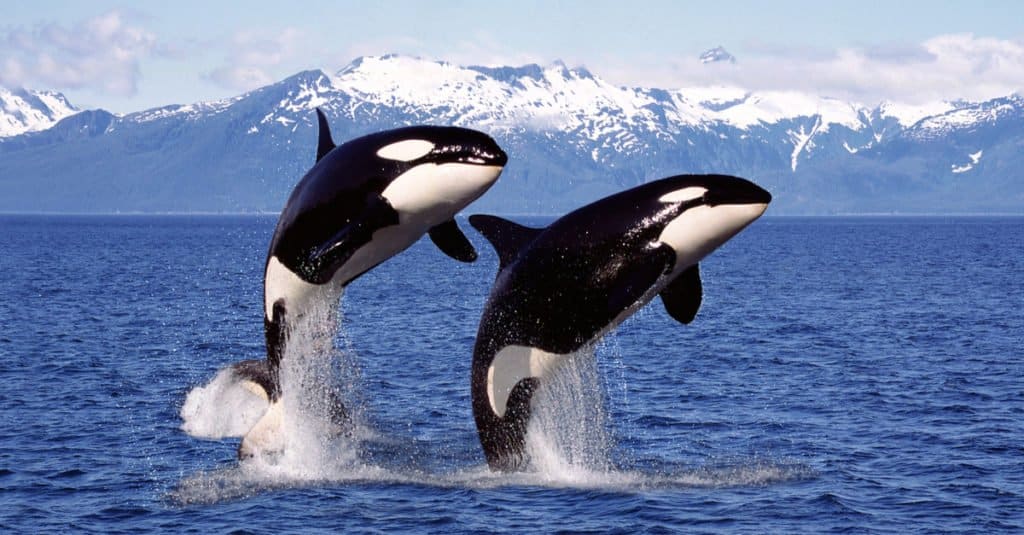 Apex predator: Killer whales