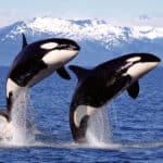 Orcas are considered an apex predator.