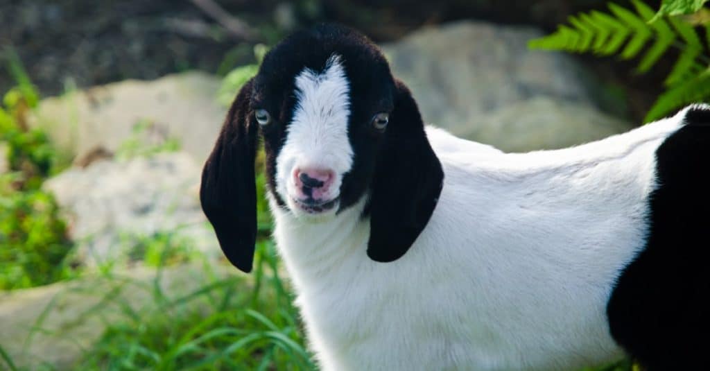 A very young Kinder Goat kid playing in the pasture.