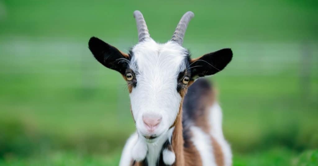 Very cute brown and white young kinder goat on a farm.