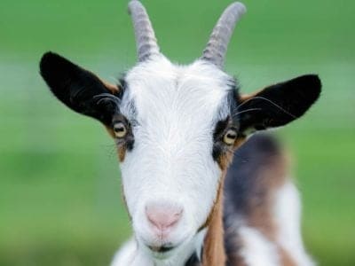 Kinder Goat Picture