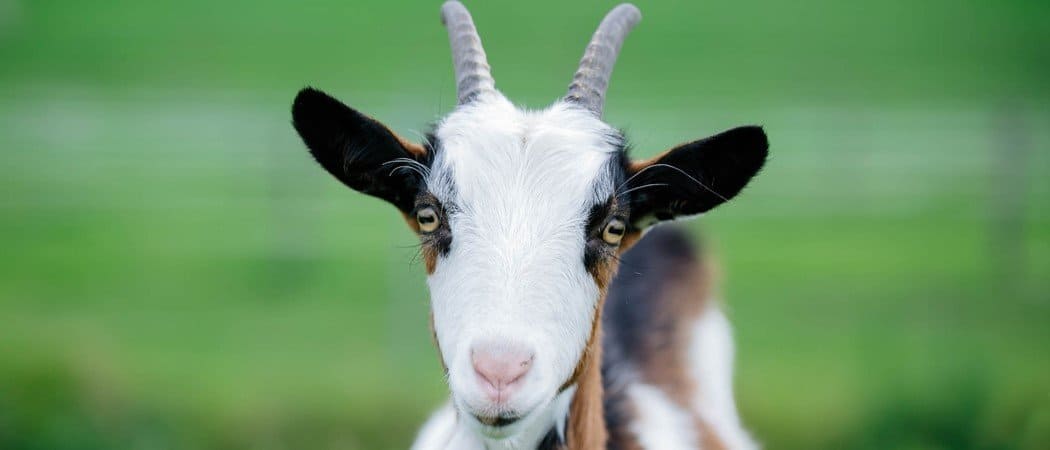 Kinder Goat close-up