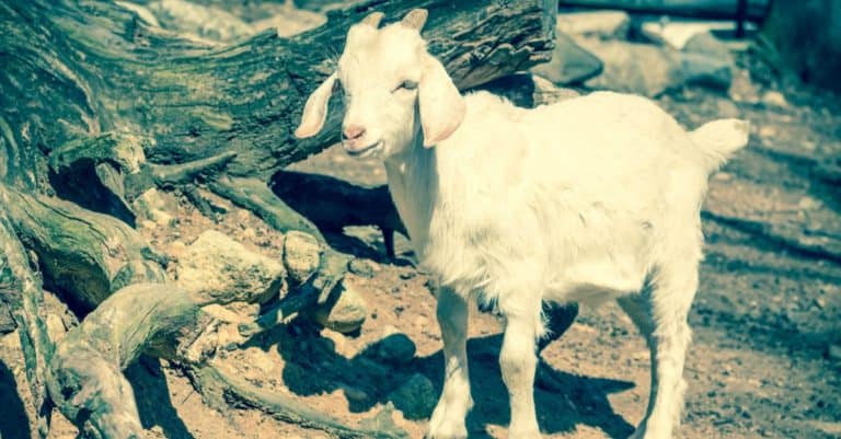 A Kinder Goat playing in a farm pen in early springtime.