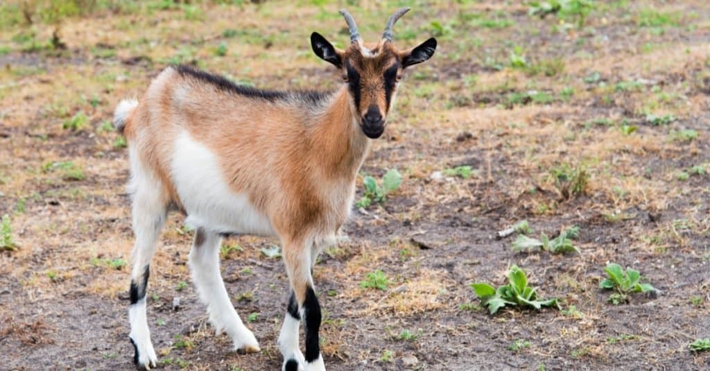 A Kinder goat standing in the pasture on the farm.