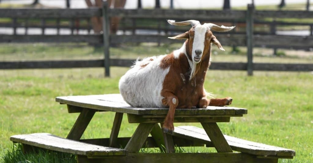 Goat Animal Facts - A-Z Animals