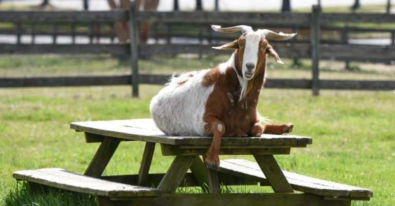 Kinder Goat sitting on a picnic table at Kinder Farm Park, Severna Park, Maryland